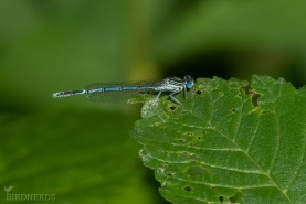 Flodflickslända-3479