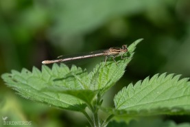 Flodflickslända-8174