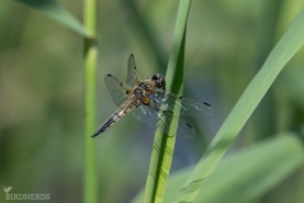 Fyrfläckad trollslända-1029