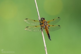 Fyrfläckad trollslända-1648