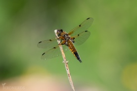 Fyrfläckad trollslända-2069