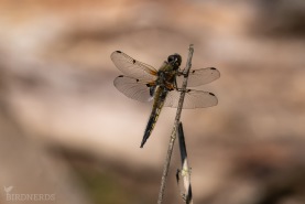 Fyrfläckad trollslända-2075