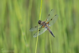 Fyrfläckad trollslända-2672
