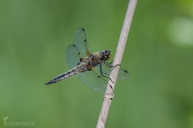 Fyrfläckig trollslända-1653