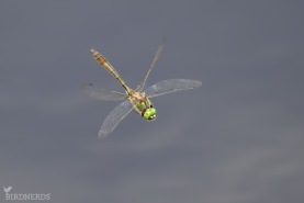 Guldtrollslända-3781