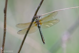 Guldtrollslända-3869