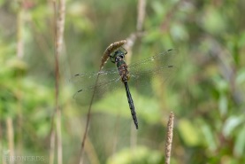 Gulfläckad glanstrollslända-5614