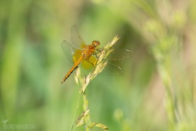 Gulfläckad ängstrollslända-3734
