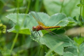Gulfläckad ängstrollslända-4445