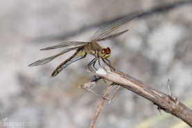 Gulfläckad ängstrollslända-7196