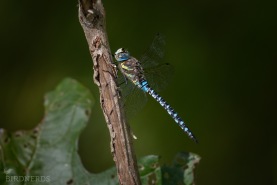 Höstmosaikslända-2202