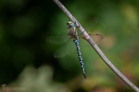 Höstmosaikslända-2209