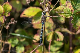 Höstmosaikslända-3548