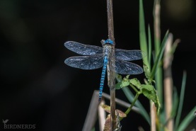 Klarblå mosaiktrollslända-0171