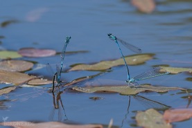 Ljus lyrflickslända-2709