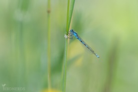 Myrflickslända-2564