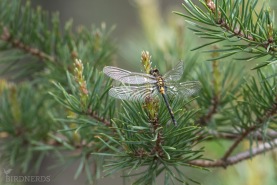 Myrtrollslända-5485