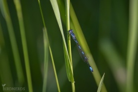 Mörk lyrflickslända-1682