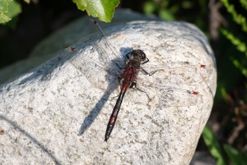 Nordisk kärrtrollslända-3017