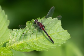 Nordisk kärrtrollslända-4301