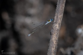 Pudrad smaragdflickslända-1415