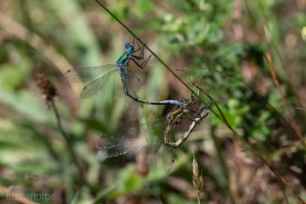 Pudrad smaragdflickslända-6026