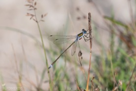 Pudrad smaragdflickslända-7141