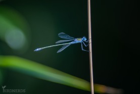 Pudrad smaragdflickslända-8224