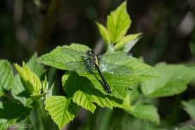 Sandflodtrollslända-3493