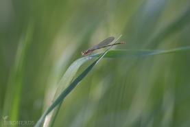 Sjöflickslända-1689