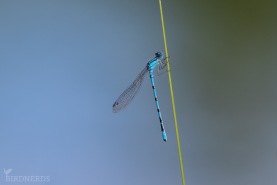 Sjöflickslända-4538