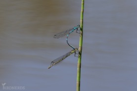 Spjutflickslända-2704