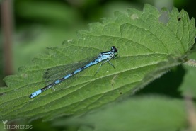 Spjutflickslända-4344