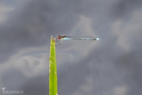 Större rödögonflickslända-3705