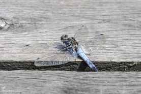 Större sjötrollslända-4694