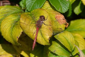 Större ängstrollslända-3345