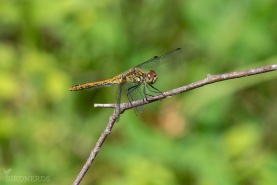 Större ängstrollslända-5924