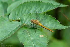 Svart ängstrollslända-4459