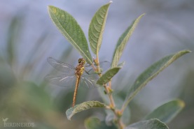 Tegelröd trollslända-9545