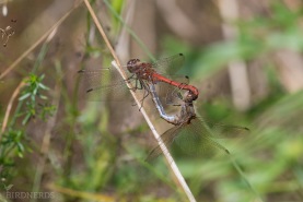 Tegelröd ängstrollslända -1305