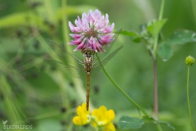Tegelröd ängstrollslända-7083