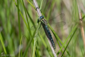 Tidig mosaikslända-1140