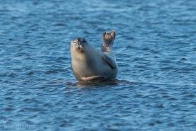 Knubbsäl-8202