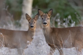 Rådjur-9147