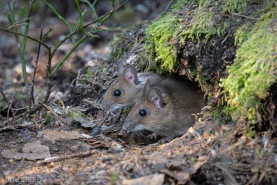 Större skogsmus-7958