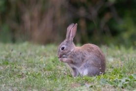 Vildkanin-4372