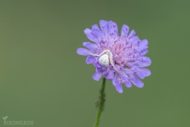 Blomkrabbspindel-8801