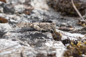 Blåvingad gräshoppa-0023