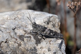 Blåvingad gräshoppa-8536