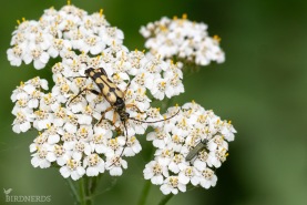 Fläckig blombock - blombagge-8738